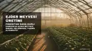 Samsun'da Ejder Meyvesi Üretimi Fındığı Geride Bıraktı: Kilosu 250 TL'den Satılıyor
