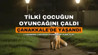 Çanakkale'de Bir Tilki, Çocuğun Oyuncağını Kaparak Kaçtı
