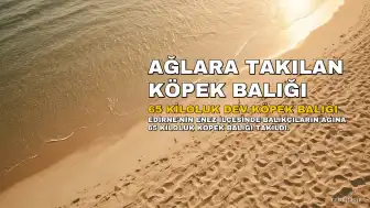 Saros Körfezi'nde Balıkçıların Ağlarına 65 Kiloluk Köpek Balığı Takıldı