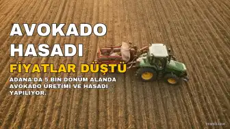Adana'da 5 Bin Dönüm Avokado Hasadı Sürüyor, Kilosu 110 TL'ye Düştü