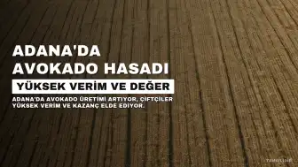 Adana'da Avokado Üretimi Rekor Kırıyor: 5 Yılda 40 Ton Verim, Kilosu 110 TL'ye Ulaşıyor