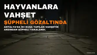 Antalya'da Hayvanlara Zulüm: Şüpheli Gözaltına Alındı
