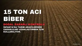 İspanya'da Tarım Arazilerinde 15 Ton Acı Pul Biber Kullanımı: Doğal Zararlı Kontrolü Yöntemi
