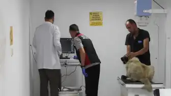 Giresun'da Ciple Köpeğin Üzerinden Geçen Sürücü Yakalandı