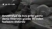Avustralya'da Kuş Gribi Salgını: Yavru Deniz Fillerinin %75'inden Fazlası Hayatını Kaybetti