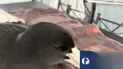 Avustralya'da Kuş Gribi Alarmı: Vahşi Yaşam İçin 'Kötü Haber'