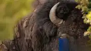 Yellowstone Ulusal Parkı'nda Bizon Saldırısı: Bir Turist Ağır Yaralandı