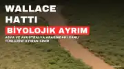 Wallace Hattı: İki Kıtayı Ayıran ve Canlıları Engelleyen Biyolojik Sınır
