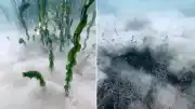 Sapanca Gölü'ndeki Pamuksu Oluşumun Nedeni Belirlendi