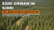 Polonya'daki Gizemli Eğri Orman: 400 Çam Ağacının Kuzeye Bükülmesinin Sırrı Çözülemedi