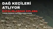 Tunceli'de Dağ Keçilerinin Kayalıklardan Atladığı Anlar Kameraya Yansıdı