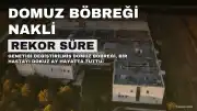 Genetiği Değiştirilmiş Domuz Böbreği Bir Kişiyi Rekor 9 Ay Hayatta Tuttu