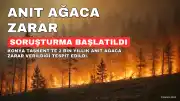 Konya'da 2 Bin Yıllık Anıt Ağaca Zarar Verildi: Soruşturma Başlatıldı