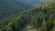 İspanya'daki Kantabria Orman Tavuğu Koruma Projesinde İlk Aşama Sonuçları Açıklandı