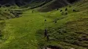 Tunceli'de Mantar Toplarken Ayı Saldırısı: 3 Yaralı