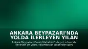 Ankara Beypazarı'nda Yolda İlerleyen Yılan Hareketliliği