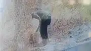 Ankara'da Ot Yangını Kundaklama Çıktı