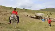 Bayburt'ta Göçerlerin Yayla Mesaisi: Geleneksel Yöntemlerle Tulum Peyniri Üretimi