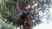 Hatay'da Arıcıların Dikkatli Müdahalesi: Zeytin Ağacındaki Arı Oğulu Kovanla Toplandı