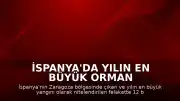 İspanya'da Yılın En Büyük Orman Yangını: 12 Bin Hektarlık Alan Tahrip Oldu