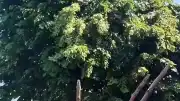 Rize'de ıhlamur toplama sırasında elektrik akımına kapılan vatandaş yaşamını yitirdi