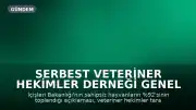 Serbest Veteriner Hekimler Derneği Genel Başkanı Bilsay Kanat: "Bize kaç hayvan toplandığını değil, kaçının yaşatıldığını söyleyin"