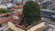 3 Asırlık Manolya Ağacı ve Zeki Müren'in Mirası Bursa'da Yaşatılıyor