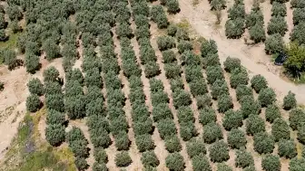 Osmaniye'de Kaçak Kazıya Dronla Müdahale: 6 Gözaltı