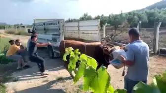 Bursa'da Kontrolden Çıkan Boğa Bir Kişiyi Tekmeledi