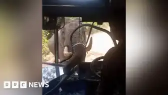 Sri Lanka'da Vahşi Filin Otobüse Saldırısı: Camlar Parçalandı