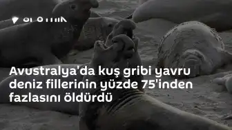 Avustralya'da Kuş Gribi Salgını: Yavru Deniz Fillerinin %75'inden Fazlası Hayatını Kaybetti