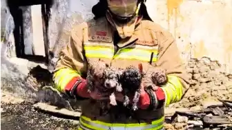 Manisa'da Çıkan Yangında Anne ve 4 Yavru Köpek Kurtarıldı