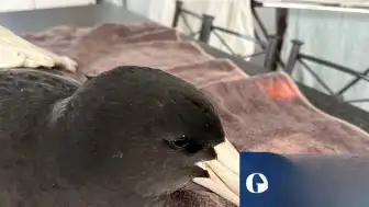 Avustralya'da Kuş Gribi Alarmı: Vahşi Yaşam İçin 'Kötü Haber'