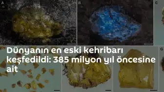 Bilim Dünyasında Rekor Keşif: 385 Milyon Yıllık En Eski Kehribar Bulundu