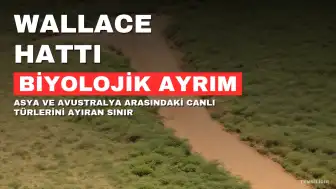 Wallace Hattı: İki Kıtayı Ayıran ve Canlıları Engelleyen Biyolojik Sınır