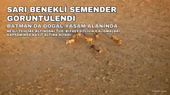 Nesli Tükenme Tehlikesindeki Sarı Benekli Semender Batman'da Görüntülendi