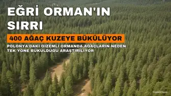 Polonya'daki Gizemli Eğri Orman: 400 Çam Ağacının Kuzeye Bükülmesinin Sırrı Çözülemedi