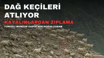 Tunceli'de Dağ Keçilerinin Kayalıklardan Atladığı Anlar Kameraya Yansıdı