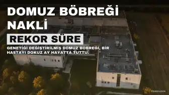 Genetiği Değiştirilmiş Domuz Böbreği Bir Kişiyi Rekor 9 Ay Hayatta Tuttu