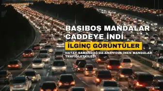 Hatay'da Caddeye İnen Başıboş Mandalar İlginç Görüntüler Oluşturdu