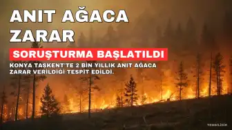 Konya'da 2 Bin Yıllık Anıt Ağaca Zarar Verildi: Soruşturma Başlatıldı
