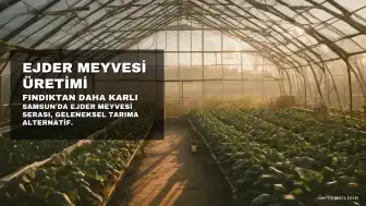 Samsun'da Ejder Meyvesi Üretimi Fındığı Geride Bıraktı: Kilosu 250 TL'den Satılıyor