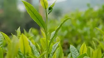 2026 Yılı Yaş Çay Alım Fiyatı 35 Lira Olarak Belirlendi