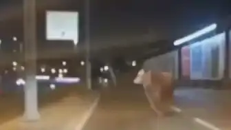 Avcılar'da D-100 Karayolu'na Çıkan Boğa Trafiği Durdurdu