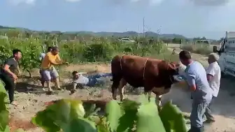 Bursa'da Kurbanlık Boğa Sahibine Tekme Attı