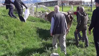 Erzurum'da Kurban Kesimi Sırasında Bir Kişi Hayatını Kaybetti, Çok Sayıda Kişi Yaralandı