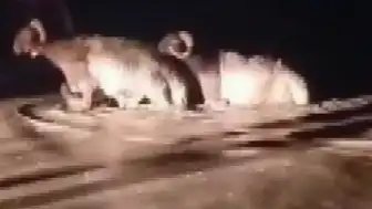 Hatay'ın Dörtyol İlçesinde Sağanak Nedeniyle Hayvan Pazarı Sular Altında Kaldı