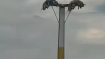 İzmir'de Lunapark Kabusu: Oyuncak Arızaları Vatandaşları Tehlikeye Attı