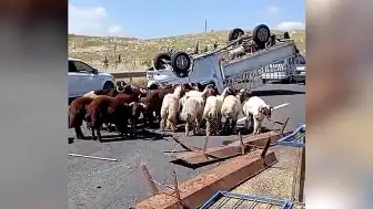 Kurbanlık Koyun Yüklü Kamyonet Devrildi: 1 Kişi Hayatını Kaybetti