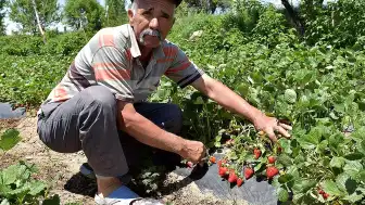 Niğdeli Çiftçi Ramazan Tüzün Elmadan Vazgeçip Çilek Üretimine Başladı